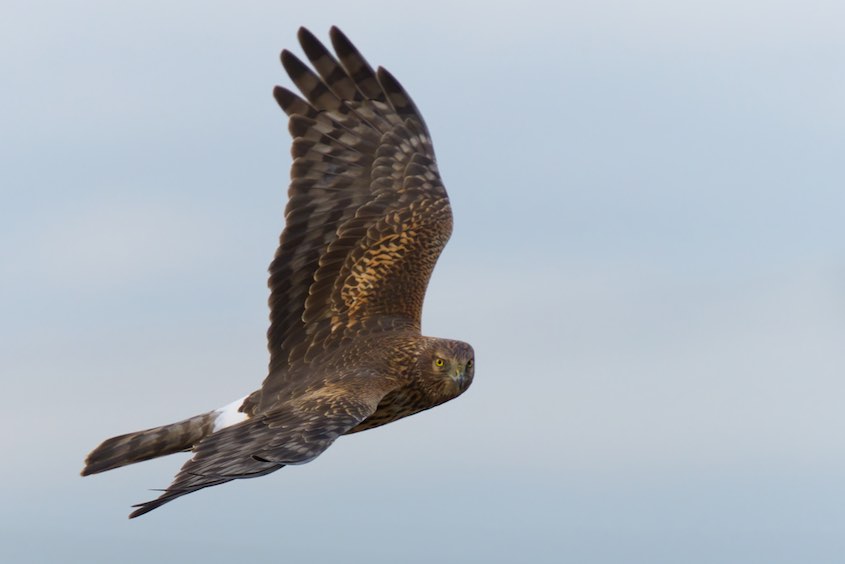 Cooper's Hawk 2 1231